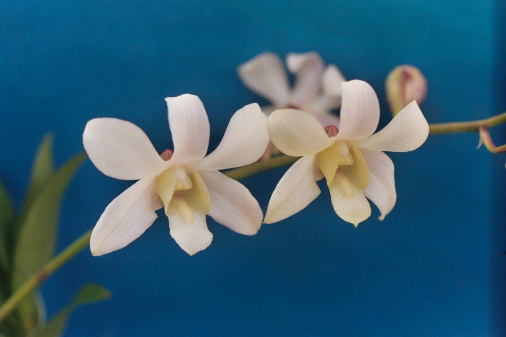 Dendrobium-Orchid-month-bouquet