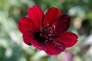 Chocolate cosmos flower