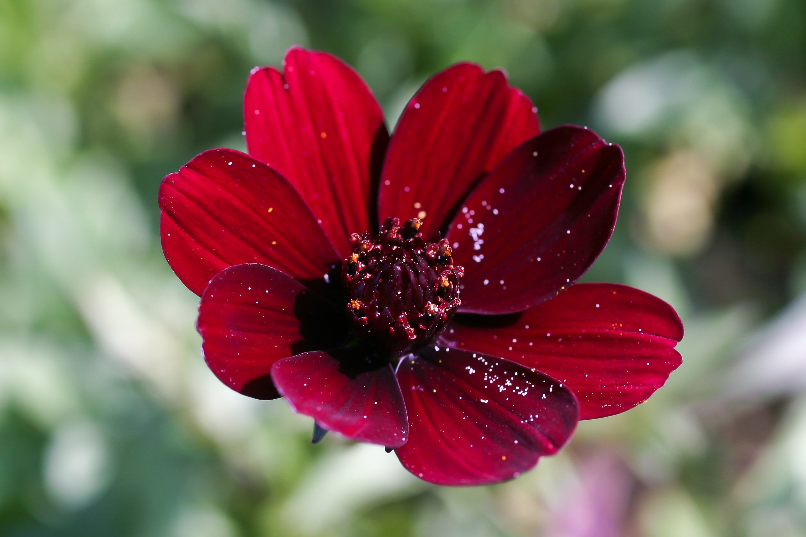 Most Unique Flowers In The World