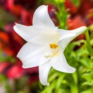 White Spring Easter Lily