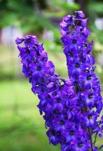 purple delphiniums