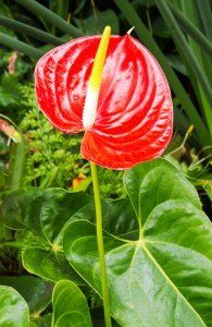 Red Hawaiian Flower