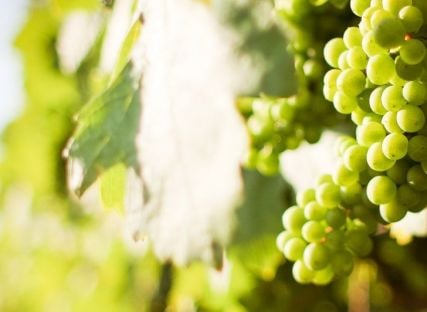 White grapes used in for our wine in the Wine of the Month Club